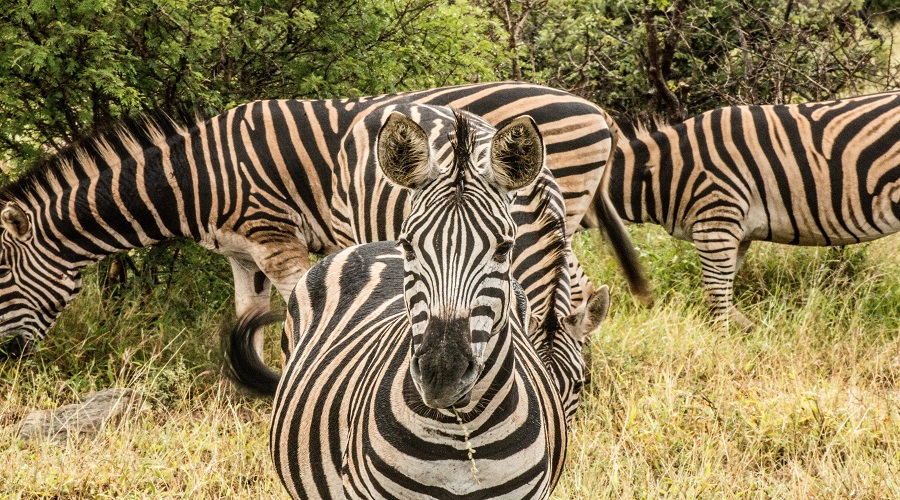 Camping in Tarangire National Park